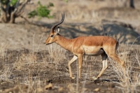Impala - Aepyceros melampus o5085
